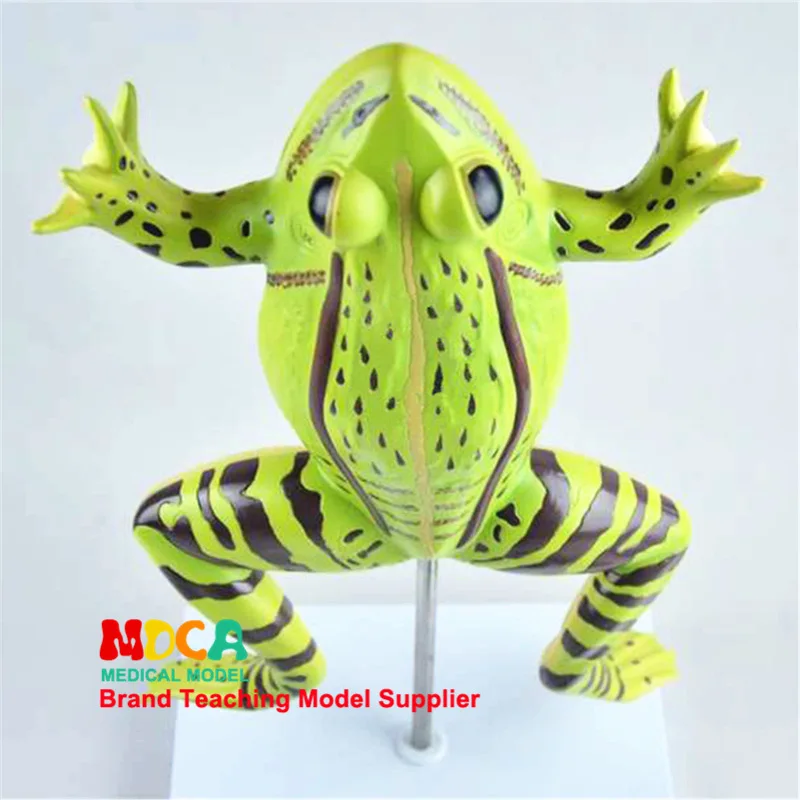 Frog Anatomical Model Toad Anatomical Model Animal Anatomy Medicine Teaching Model Medical Teaching Supply Veterinary Teaching
Frog Anatomical Model Toad Anatomical Model Animal Anatomy Medicine Teaching Model Medical Teaching Supply Veterinary Teaching