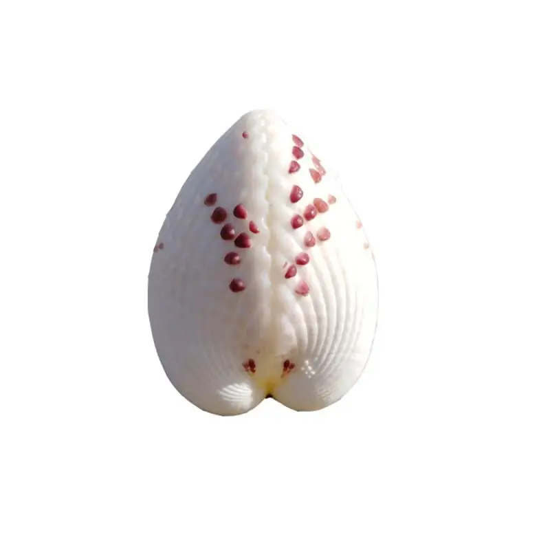 Natural conch shell lovers heart-shaped shell gift to send his girlfriendgift clam concha natural concha de mar
Natural conch shell lovers heart-shaped shell gift to send his girlfriendgift clam concha natural concha de mar