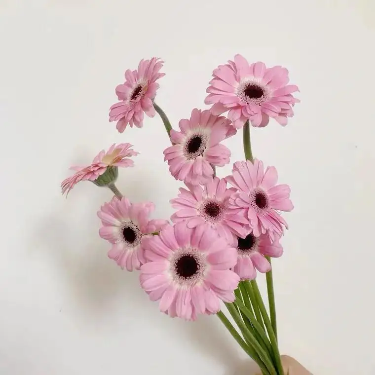 10 PCS Gerbera Bouquet Artificial Flower Garden Wedding Decoration Christmas Room Home Decor Table Flower Arrangement Flower Art
10 PCS Gerbera Bouquet Artificial Flower Garden Wedding Decoration Christmas Room Home Decor Table Flower Arrangement Flower Art