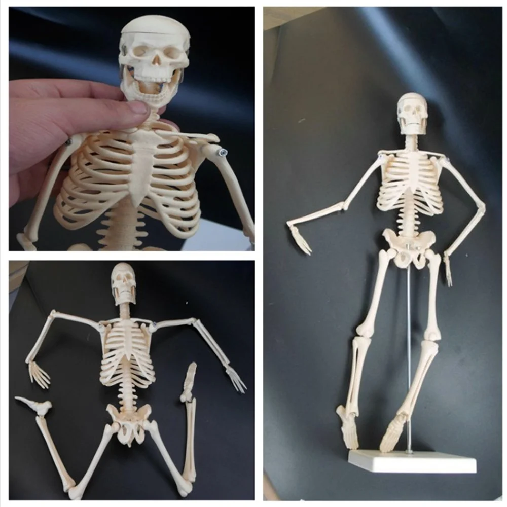 45CM Physique Mini Anatomical Skeleton Human Model Stand Poster Medical Learn Aid Anatomy
45CM Physique Mini Anatomical Skeleton Human Model Stand Poster Medical Learn Aid Anatomy