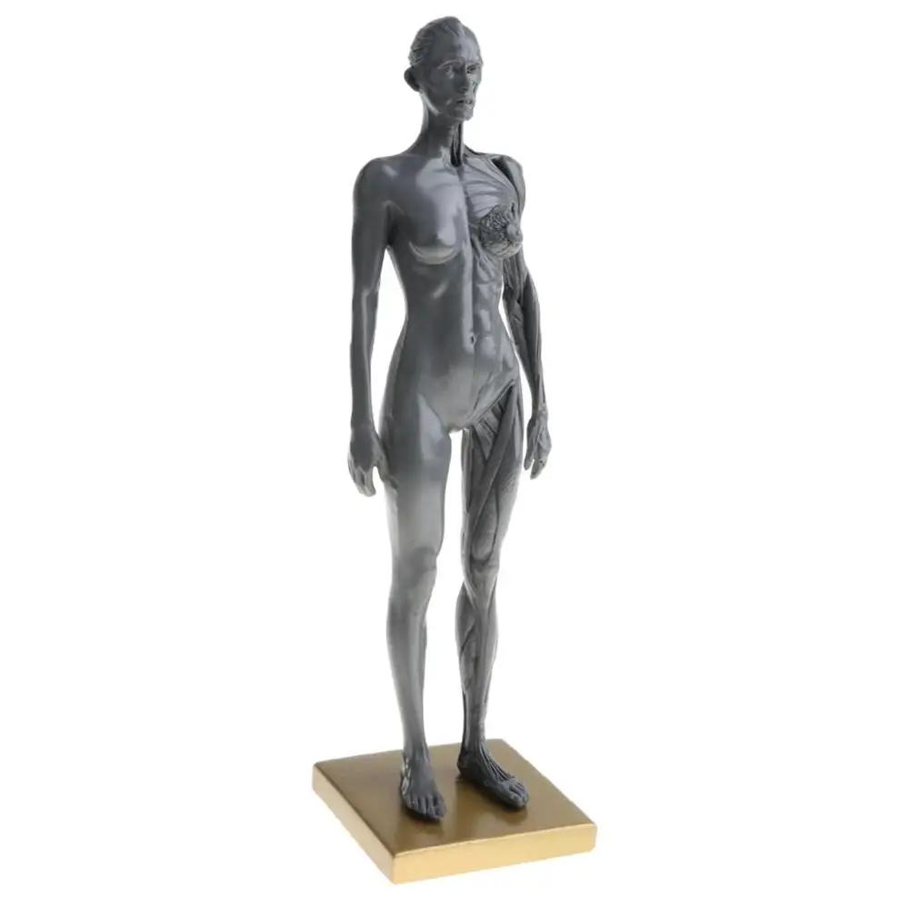 Female Anatomy Figure Model Anatomical for Artists -Gray Medical Drawing skeleton art supplies
Female Anatomy Figure Model Anatomical for Artists -Gray Medical Drawing skeleton art supplies