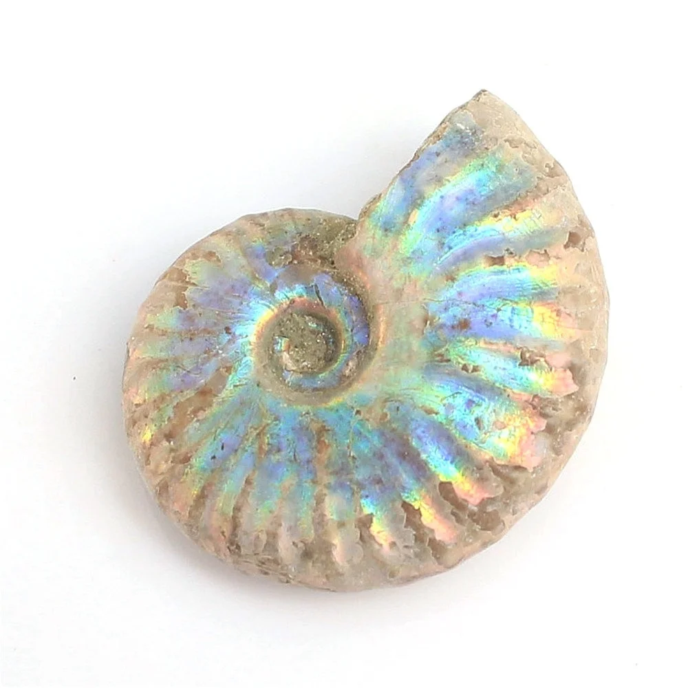 1pc Natural Immemorial Ammonite Fossil Shell Colorful Fossil Shell Collection Diy Mineral Specimen Healing
1pc Natural Immemorial Ammonite Fossil Shell Colorful Fossil Shell Collection Diy Mineral Specimen Healing