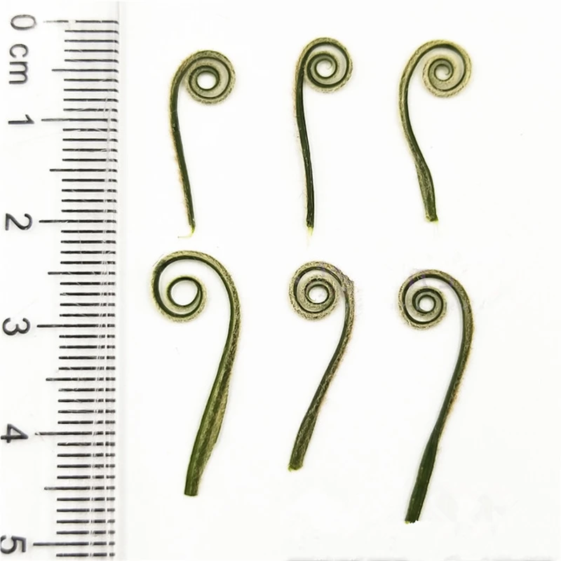 100 Pcs Natural Pressed Real Plant Cycads Shoots For DIY Art Craft Bookmark Gift Card Facial Decoration DIY Jewelry Accessories
100 Pcs Natural Pressed Real Plant Cycads Shoots For DIY Art Craft Bookmark Gift Card Facial Decoration DIY Jewelry Accessories