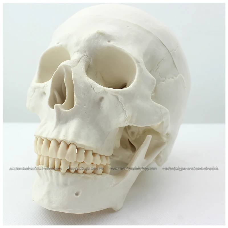 12328 / Asian Type Life Size Medical Skull Anatomy Human Model , Medical Science Anatomical Models
12328 / Asian Type Life Size Medical Skull Anatomy Human Model , Medical Science Anatomical Models