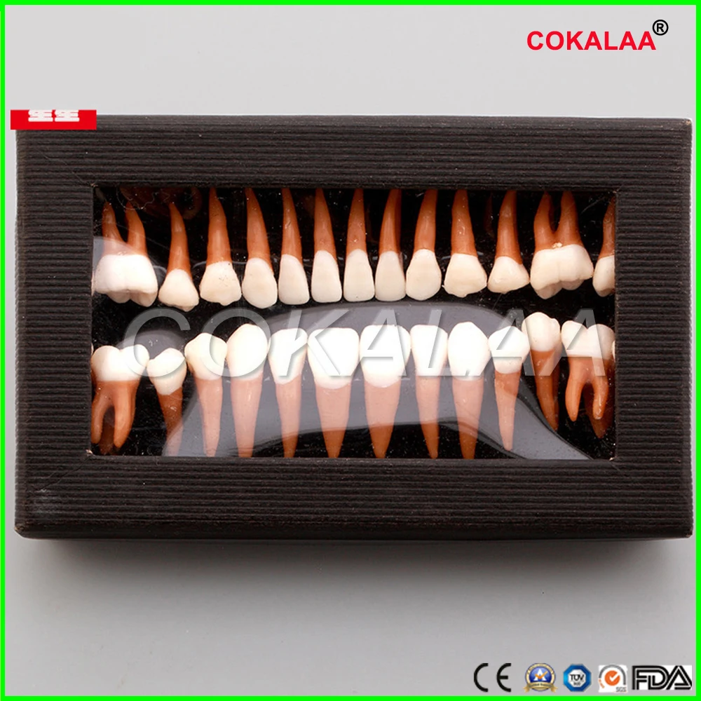 Dental Oral 28 PCS Adult Permanent Teeth Models Full month Dental gift Communication Tooth Models Odontologia
Dental Oral 28 PCS Adult Permanent Teeth Models Full month Dental gift Communication Tooth Models Odontologia