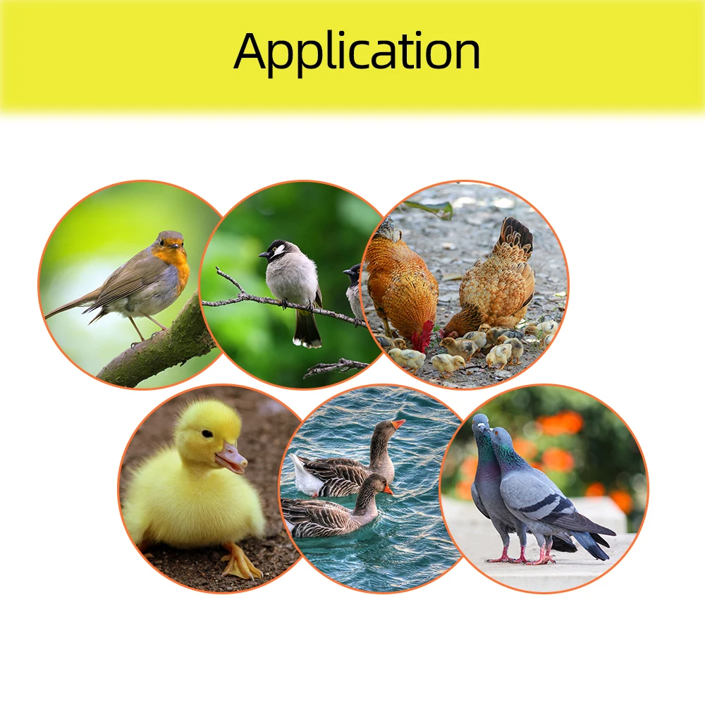 7 Eggs Hatcher Egg Incubator Pigeon Automatic Incubators Hatching Machine for Bird Snake Farm poultry Hatching Device 30%OFF
7 Eggs Hatcher Egg Incubator Pigeon Automatic Incubators Hatching Machine for Bird Snake Farm poultry Hatching Device 30%OFF