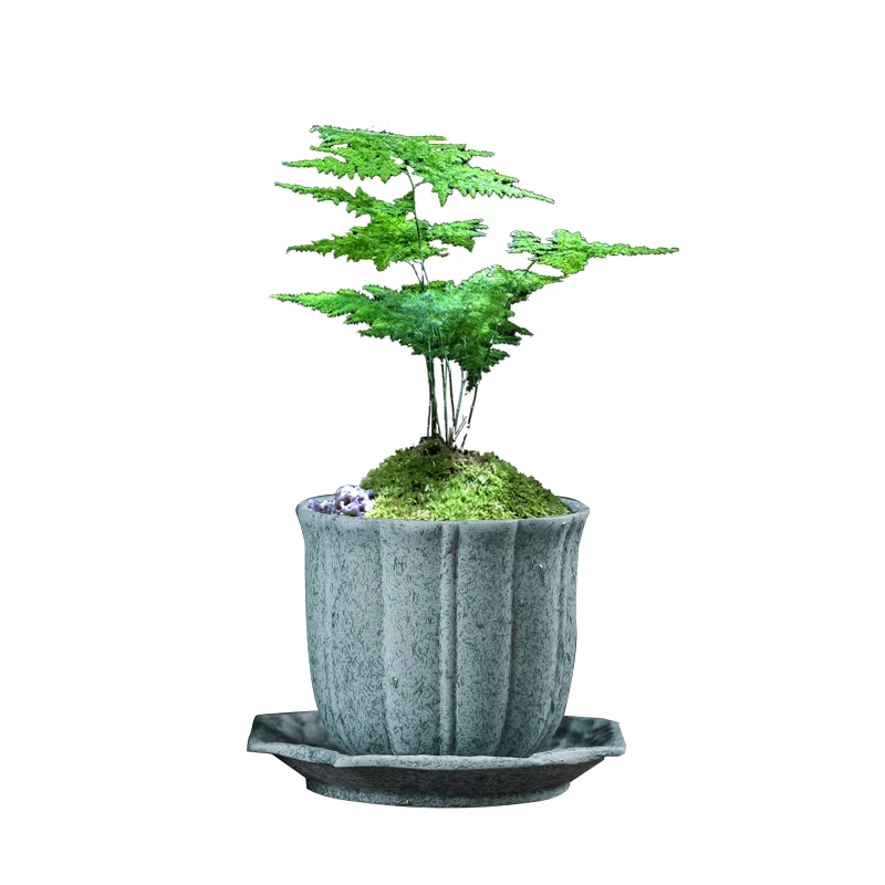 Succulent Ceramic Flowerpot With Tray Plant Asparagus Creative Small Diameter Calamus Old Pile Pot Simple New
Succulent Ceramic Flowerpot With Tray Plant Asparagus Creative Small Diameter Calamus Old Pile Pot Simple New