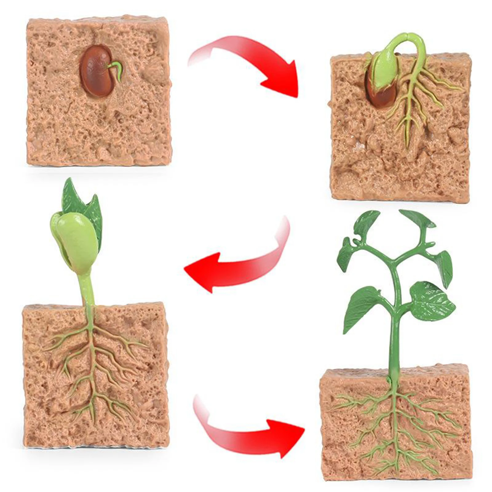 Simulation Plant Model Mini Seed Growth Cycle Toy Seed Set Gifts Best Model Children's Toys Cognitive Eaducational Growth
Simulation Plant Model Mini Seed Growth Cycle Toy Seed Set Gifts Best Model Children's Toys Cognitive Eaducational Growth