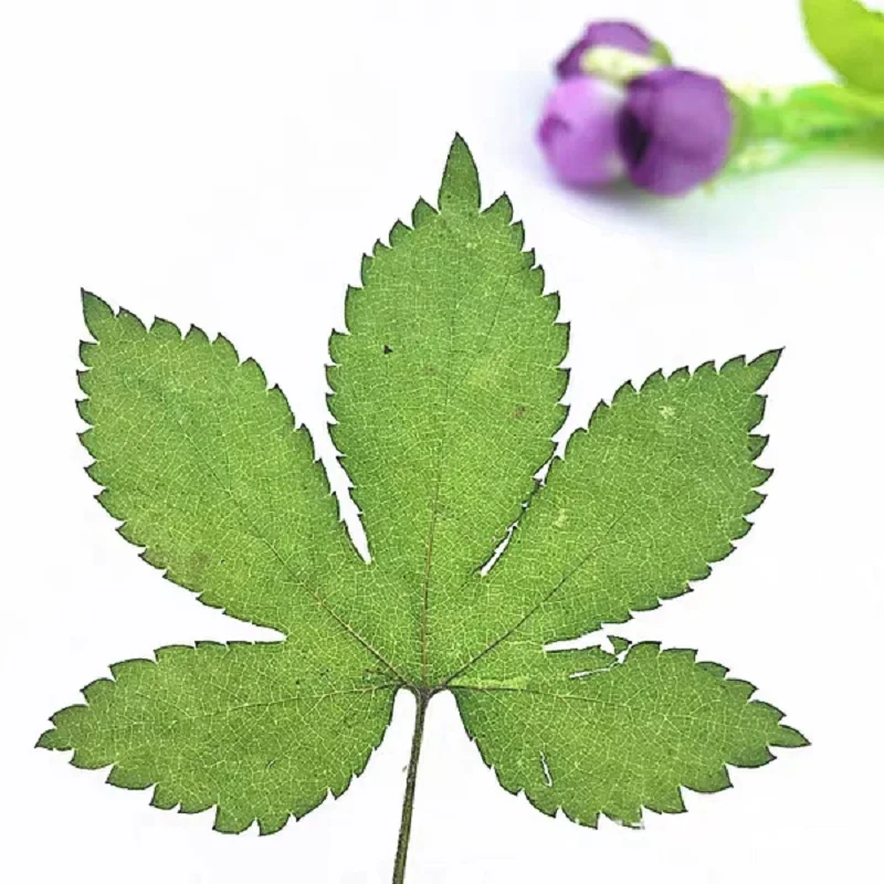 

50pcs Pressed Dried FlowerHumulus scandens Leaves For Epoxy Resin Jewelry Making Nail Art Craft DIY Bookmark Accessories