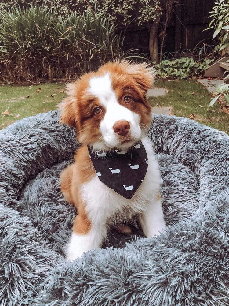 Donut Dog Bed Pet Warm Cat Bed House Soft Long Plush Anti-Slip Machine Washable Self-Warming Sofa Kennel
Donut Dog Bed Pet Warm Cat Bed House Soft Long Plush Anti-Slip Machine Washable Self-Warming Sofa Kennel
