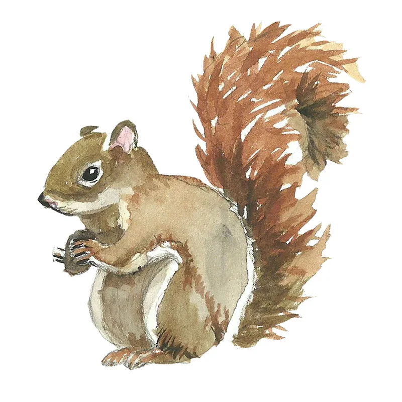Cute Animal Little Squirrel Paste Toilet Toilet Beautification Sticker Children's Room Bedroom Home Decoration Wall Sticker
Cute Animal Little Squirrel Paste Toilet Toilet Beautification Sticker Children's Room Bedroom Home Decoration Wall Sticker
