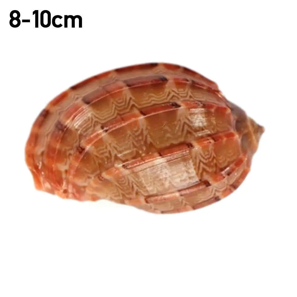 Natural Hlbk Conch Sea Carambola Snail Conch Fish Decoration Hermit Replacement Crab Aquarium Fish L0m4
Natural Hlbk Conch Sea Carambola Snail Conch Fish Decoration Hermit Replacement Crab Aquarium Fish L0m4