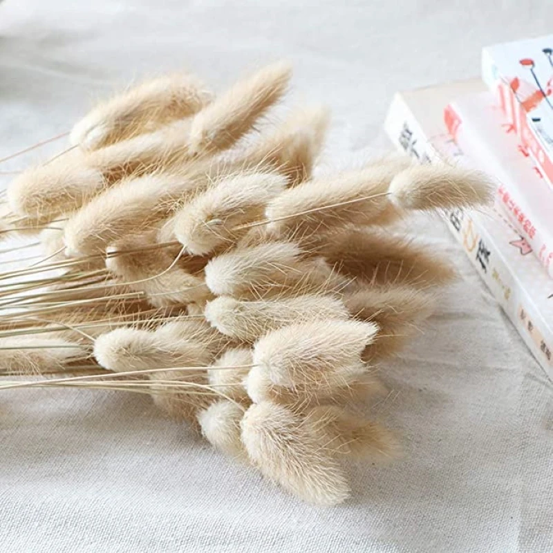 50pcs/lot Natural Dried Flowers Bunny Tails Grass Lagurus Ovatus Pampas Grass Wedding Decorations Home Arrangement
50pcs/lot Natural Dried Flowers Bunny Tails Grass Lagurus Ovatus Pampas Grass Wedding Decorations Home Arrangement