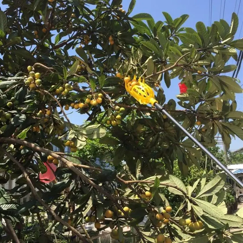 High-altitude fruit picker to pick bayberry tool telescopic rod, also can pick loquat, peach, plum, jujube, persimmon, etc.
High-altitude fruit picker to pick bayberry tool telescopic rod, also can pick loquat, peach, plum, jujube, persimmon, etc.