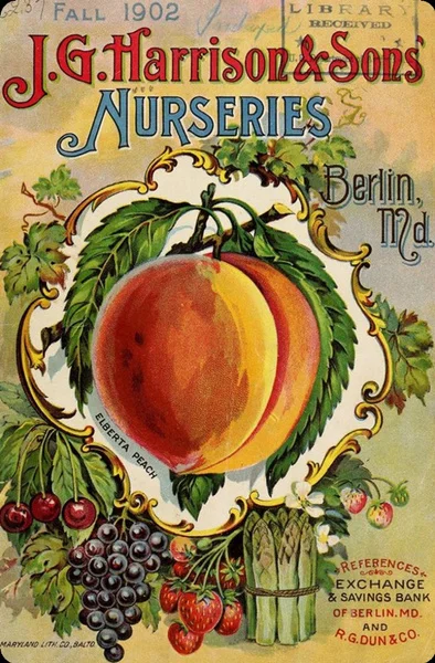Vintage Farm Nurseries Fresh Peach Metal Tin Sign 8x12 Inch Retro Home Vegetable Fruit Poster Kitchen Wall Decor
Vintage Farm Nurseries Fresh Peach Metal Tin Sign 8x12 Inch Retro Home Vegetable Fruit Poster Kitchen Wall Decor