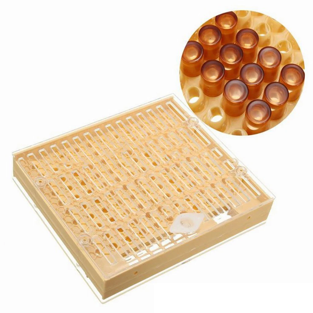 Cool 2020 Beekeeping Cell Cage Kit Queen Rearing System Bee Complete Catcher Cage Apiculture Helper Beekeeper Rearing Tool Hot
Cool 2020 Beekeeping Cell Cage Kit Queen Rearing System Bee Complete Catcher Cage Apiculture Helper Beekeeper Rearing Tool Hot
