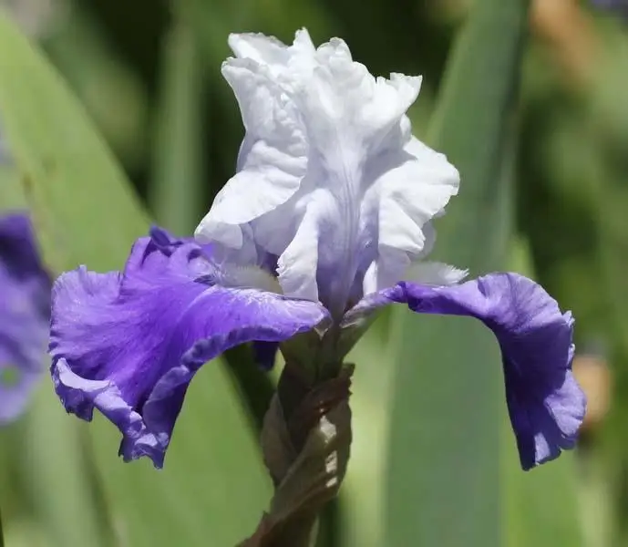 10 Iris Bulb Perennial Strong Root Greening Hardy Decoration Rare Species Easy To Home Garden Pleasant Natural Easy Plant Flower
10 Iris Bulb Perennial Strong Root Greening Hardy Decoration Rare Species Easy To Home Garden Pleasant Natural Easy Plant Flower