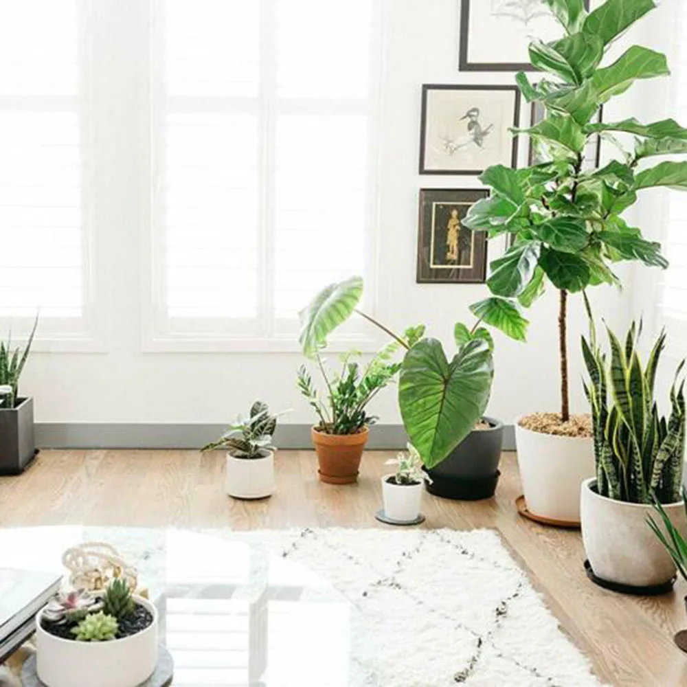 6/8/10pcs Garden Flower Pot Mat Plant Saucer Drip Tray Round Pot Base Clear Snack Container For Indoor Outdoor Garden Newly
6/8/10pcs Garden Flower Pot Mat Plant Saucer Drip Tray Round Pot Base Clear Snack Container For Indoor Outdoor Garden Newly