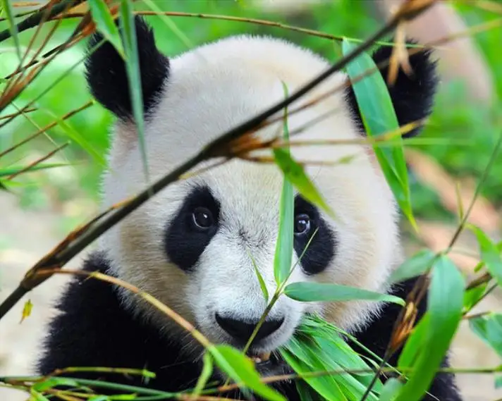 Бриллиантовая живопись, вышивка крестиком, животные, полная вышивка 
Бриллиантовая живопись, вышивка крестиком, животные, полная вышивка