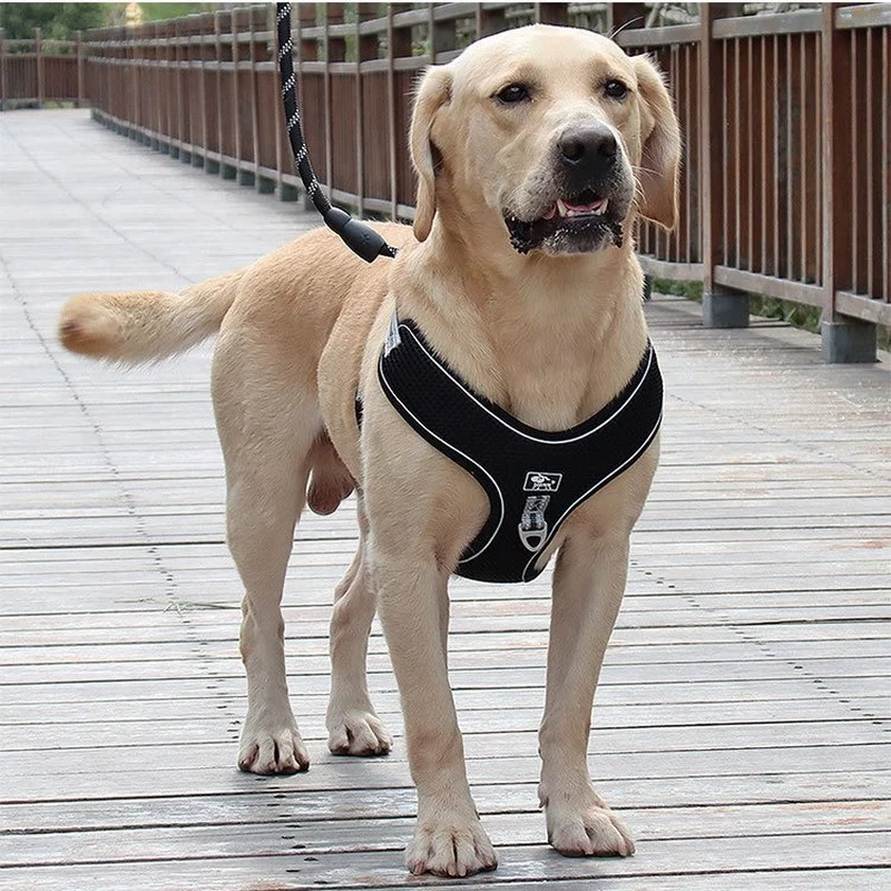 Summer Dog Leashes Vest-type Large Dogs Prevent From Breaking Away Keji's Chest Back Explosion-proof Impact Adjustable
Summer Dog Leashes Vest-type Large Dogs Prevent From Breaking Away Keji's Chest Back Explosion-proof Impact Adjustable