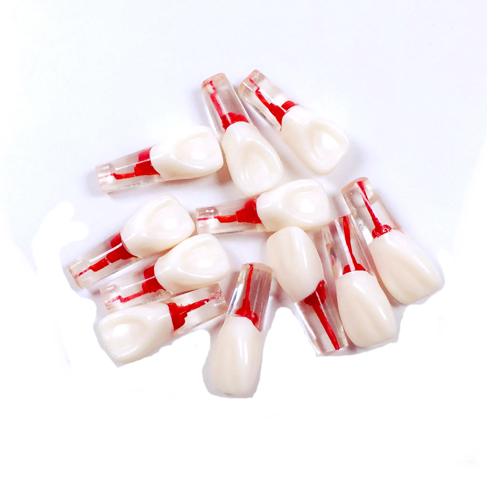 Dental Canal Teeth With Transparent Root Dental Root Canal Teeth Mode Dental Lab For Dentist Dental Instrument Dental Lab 11#
Dental Canal Teeth With Transparent Root Dental Root Canal Teeth Mode Dental Lab For Dentist Dental Instrument Dental Lab 11#