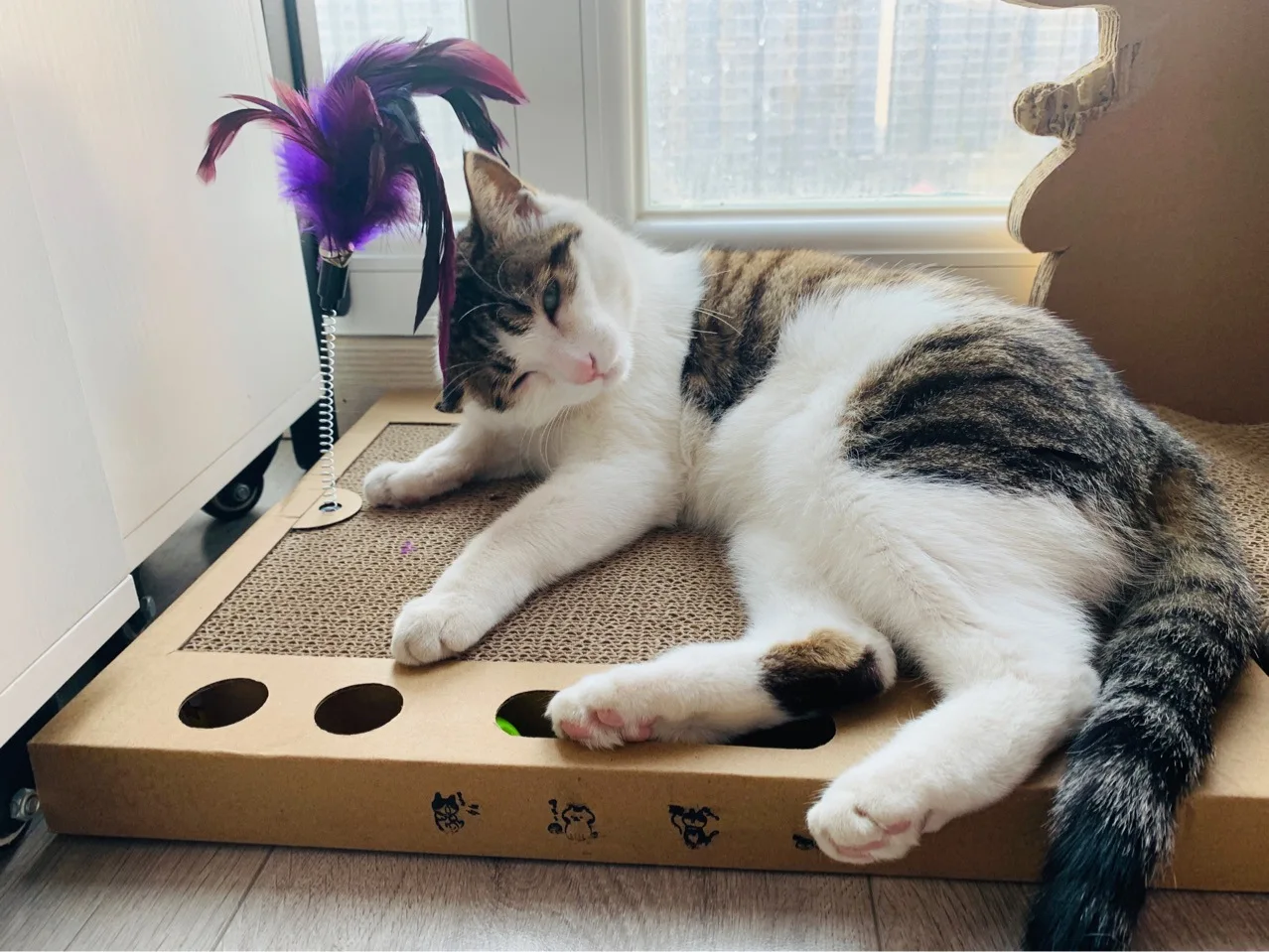 Cat Scratcher Board Pad Grinding Nails Interactive Cats Corrugated Paper Cardboard With Bell Catnip Cat Stick Furniture Protect
Cat Scratcher Board Pad Grinding Nails Interactive Cats Corrugated Paper Cardboard With Bell Catnip Cat Stick Furniture Protect