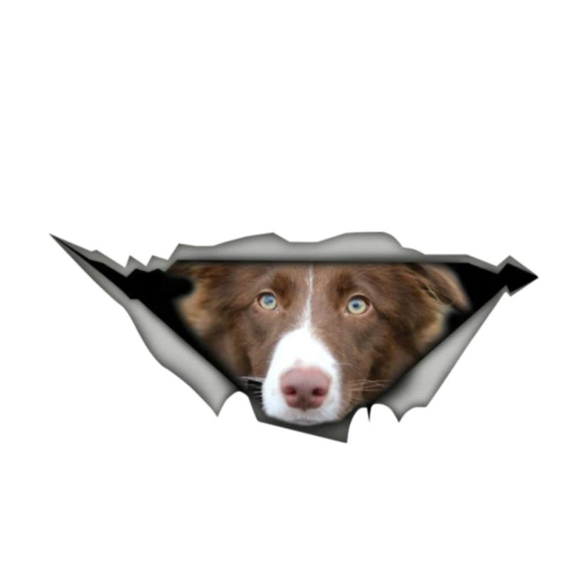 Dawasaru Brown and White Border Collie Car Sticker Waterproof Decal Laptop Guitar Truck Motorcycle Auto Accessories PVC,13cm*5cm
Dawasaru Brown and White Border Collie Car Sticker Waterproof Decal Laptop Guitar Truck Motorcycle Auto Accessories PVC,13cm*5cm