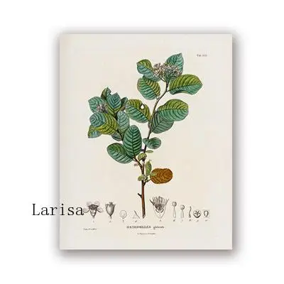 Vintage Herb Botanical Canvas Painting Retro Wall Art Posters and Prints Education Antique Botany Illustrations Decor No Frame
Vintage Herb Botanical Canvas Painting Retro Wall Art Posters and Prints Education Antique Botany Illustrations Decor No Frame