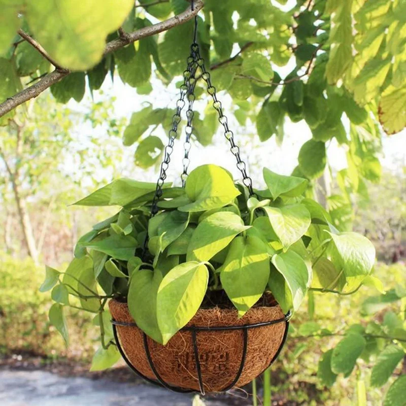2 Pcs 10 Inch Hanging Coconut Vegetable Flower Pot Basket Liners Planter Garden Decor Iron Garden Flower & Planters Pots
2 Pcs 10 Inch Hanging Coconut Vegetable Flower Pot Basket Liners Planter Garden Decor Iron Garden Flower & Planters Pots