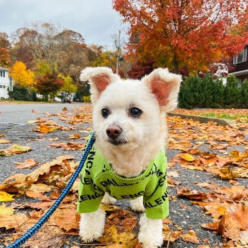 Flexible Puppy Clothes Warmth Pet Sweater for Small Dog Dog Clothes poodle schnauzer Pomeranian Corgi Teddy Cat Dog Outfits
Flexible Puppy Clothes Warmth Pet Sweater for Small Dog Dog Clothes poodle schnauzer Pomeranian Corgi Teddy Cat Dog Outfits
