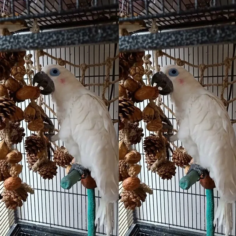 Family competence Fantasy School of Psychics Witch's Musical Tea Party Bird Toy Strange Funny Climbing Net With Nuts For Parrot 
Family competence Fantasy School of Psychics Witch's Musical Tea Party Bird Toy Strange Funny Climbing Net With Nuts For Parrot