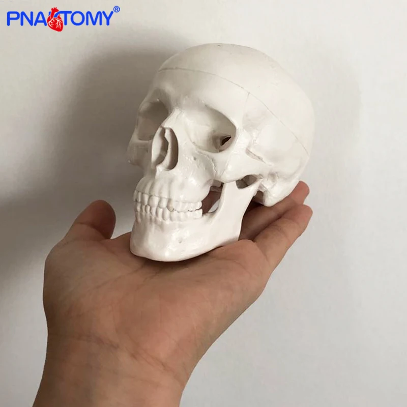 Mini Skull Model Human Anatomical Head Medical Model Cheap Skull Anatomy Model Convenient PVC Teaching Tool Painting Sculpt Used
Mini Skull Model Human Anatomical Head Medical Model Cheap Skull Anatomy Model Convenient PVC Teaching Tool Painting Sculpt Used