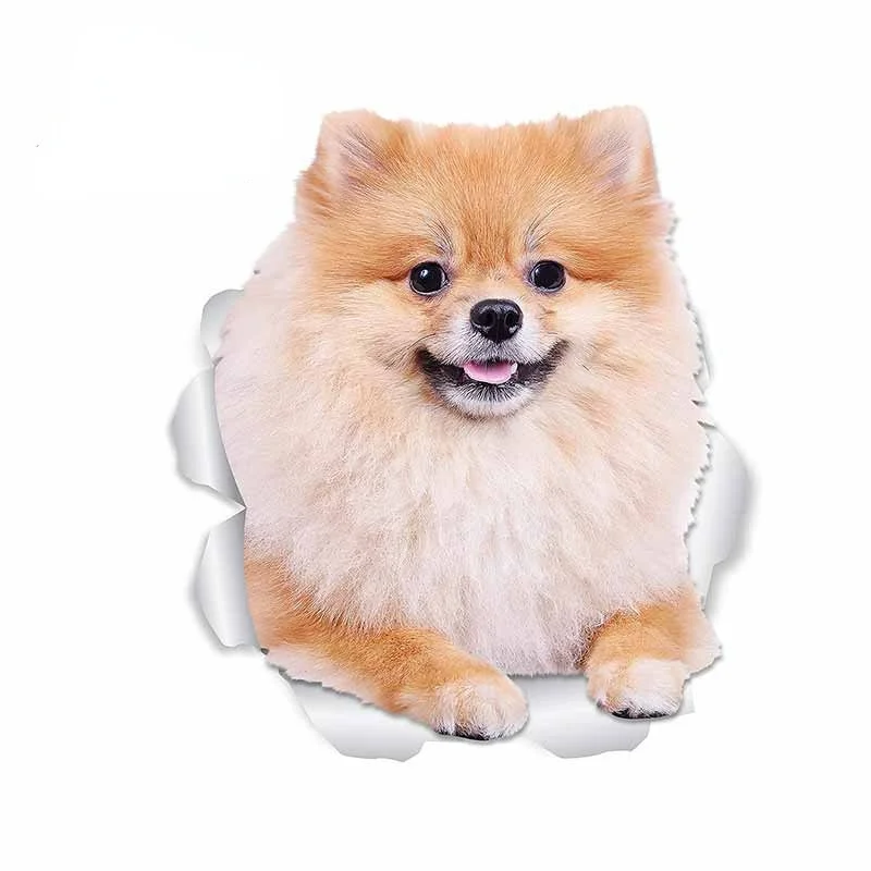 Beautiful for Pomeranian Dog Car Styling Stickers Trunk Decal Waterproof Vinyl Material Suitable for VAN RV KK13*12cm
Beautiful for Pomeranian Dog Car Styling Stickers Trunk Decal Waterproof Vinyl Material Suitable for VAN RV KK13*12cm