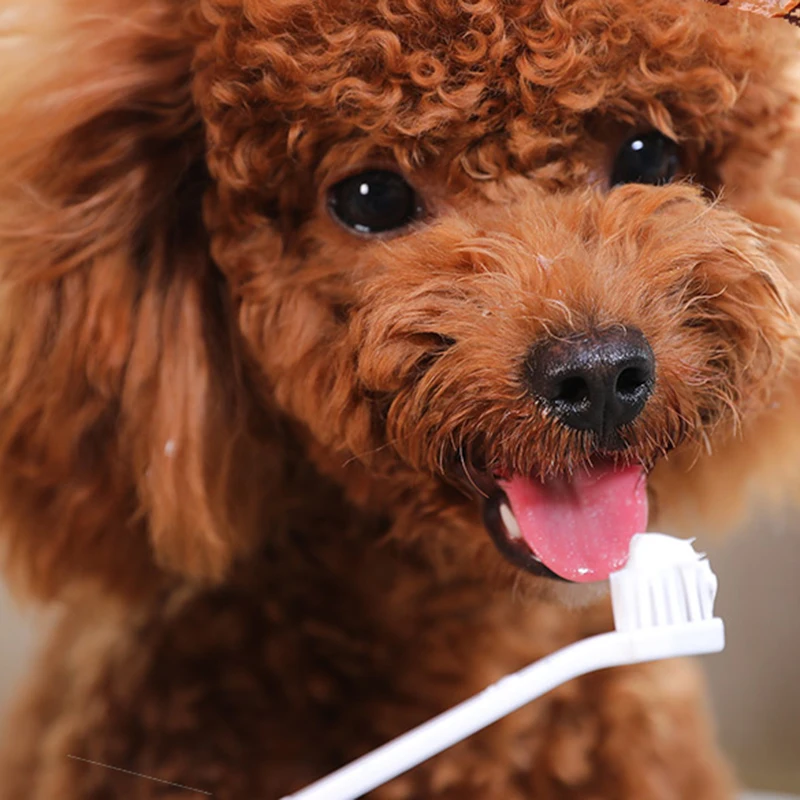 Super Soft Finger Toothbrush Pet Toothbrush Dog Brush Addition Bad Breath Tartar Teeth Care Puppy Cat Rabbit Cleaning Mouth
Super Soft Finger Toothbrush Pet Toothbrush Dog Brush Addition Bad Breath Tartar Teeth Care Puppy Cat Rabbit Cleaning Mouth