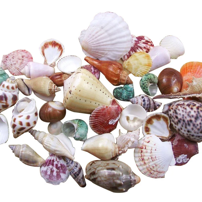 500g Natural Shell Conch Shells Mini Conch Corn Screw Wall Decoration DIY Aquarium Landscape Seashell Craft Fish Tank Decoration
500g Natural Shell Conch Shells Mini Conch Corn Screw Wall Decoration DIY Aquarium Landscape Seashell Craft Fish Tank Decoration