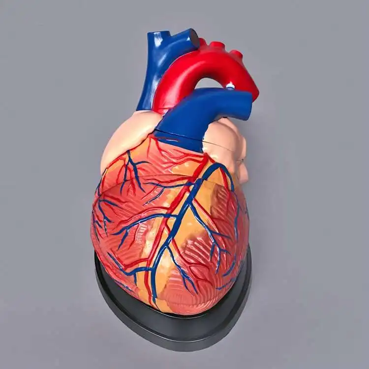 Heart Model Heart Anatomy Model Cardiovascular Arteriovenous Structure Making Teaching
Heart Model Heart Anatomy Model Cardiovascular Arteriovenous Structure Making Teaching