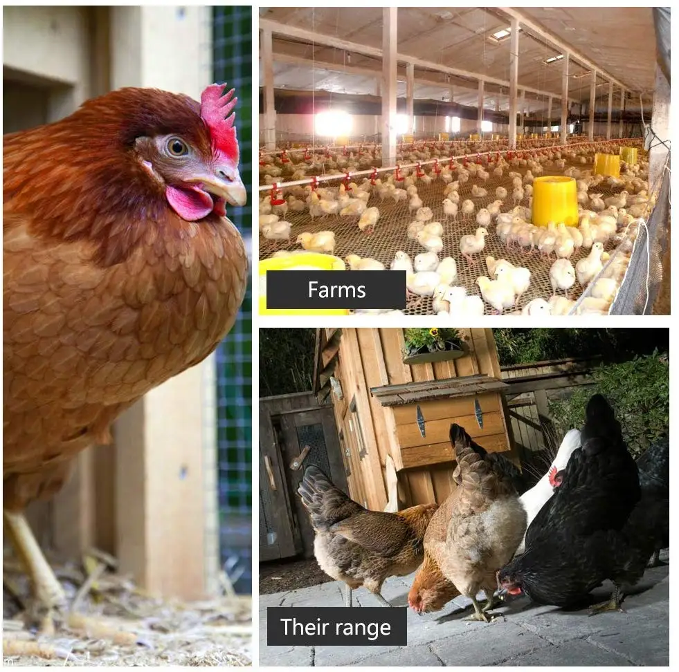 Automatic Chicken Coop Door Opener Kit - Electric Auto Chicken Guard Door for Coops Cages - with Timer Waterproof Outdoor
Automatic Chicken Coop Door Opener Kit - Electric Auto Chicken Guard Door for Coops Cages - with Timer Waterproof Outdoor