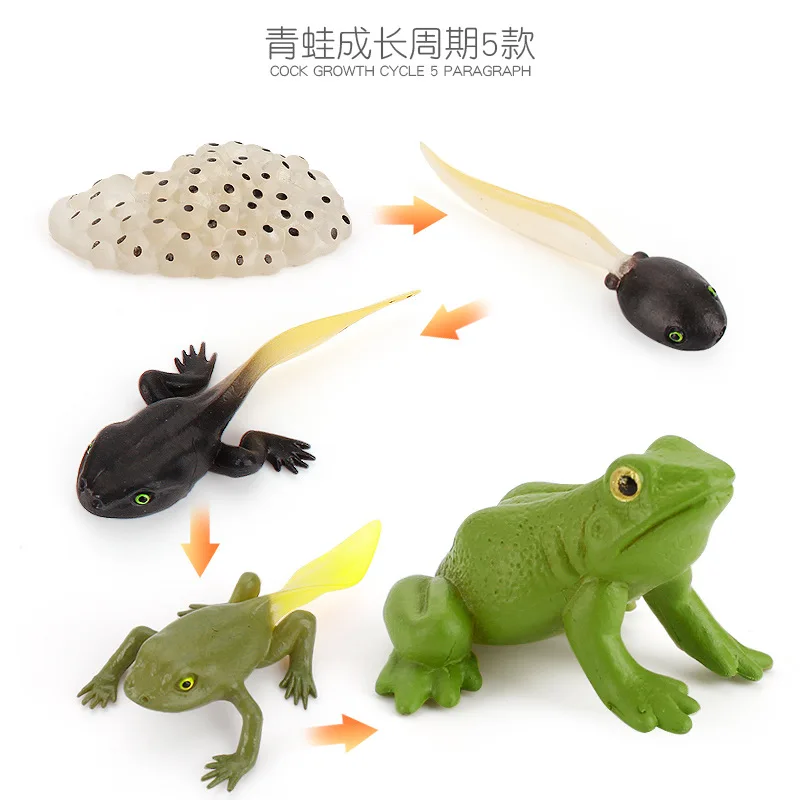 Montessori Insect Growth Cycle Life Stimulation Animal Educational Spider Action Figures Teaching Materials Toys for Children
Montessori Insect Growth Cycle Life Stimulation Animal Educational Spider Action Figures Teaching Materials Toys for Children