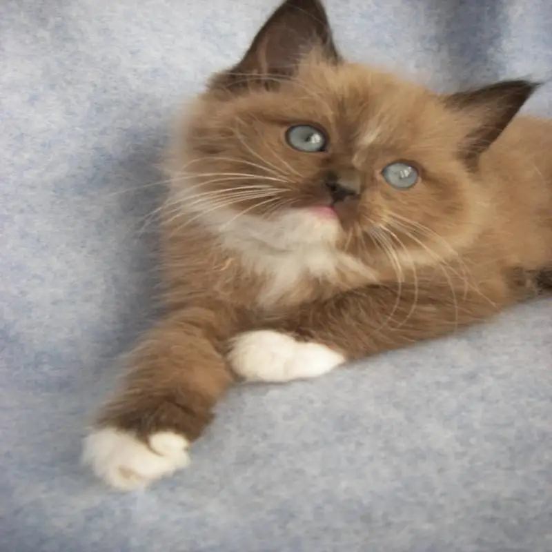 Тканевый Настенный декор на заказ, Ragdoll, кот, холст, плакат, тканевые настенные плакаты и принты, домашний Декор, живопись
Тканевый Настенный декор на заказ, Ragdoll, кот, холст, плакат, тканевые настенные плакаты и принты, домашний Декор, живопись