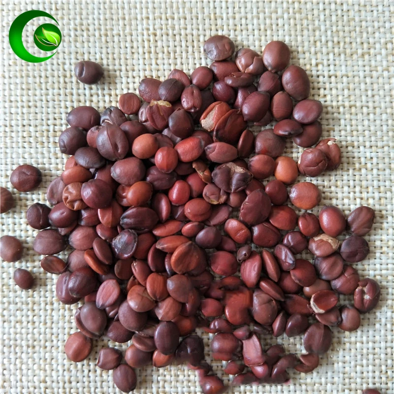 Semen Ziziphi Spinosae; Zizyphus Jujuba;Suan Zao Ren Sour Jujube Fruit Rhamnaceae
Semen Ziziphi Spinosae; Zizyphus Jujuba;Suan Zao Ren Sour Jujube Fruit Rhamnaceae