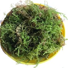 Dried Moss Dendrobe Orchid, Meaty Plant, Moisturizing Nutrition Soil, Aquariom Decor Moss, Tortoise, Animal Sleeping Moss, 100g