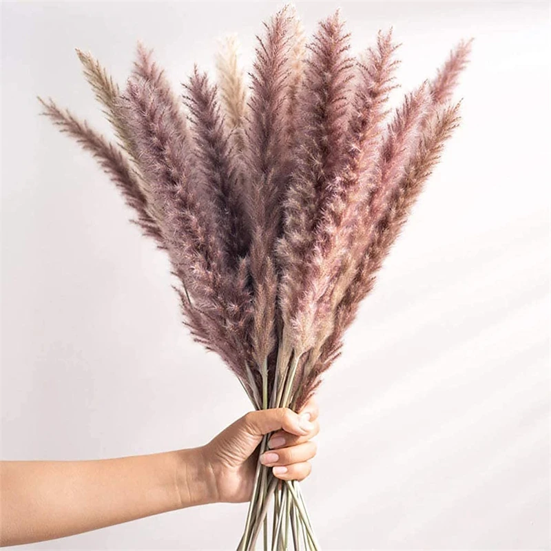 Real 30pcs Sechees Naturelles Dekoration Plants Pampas Grass Reeds Dry Small Bulrush Bouquet Phragmites Home Flower Decor Weddi
Real 30pcs Sechees Naturelles Dekoration Plants Pampas Grass Reeds Dry Small Bulrush Bouquet Phragmites Home Flower Decor Weddi