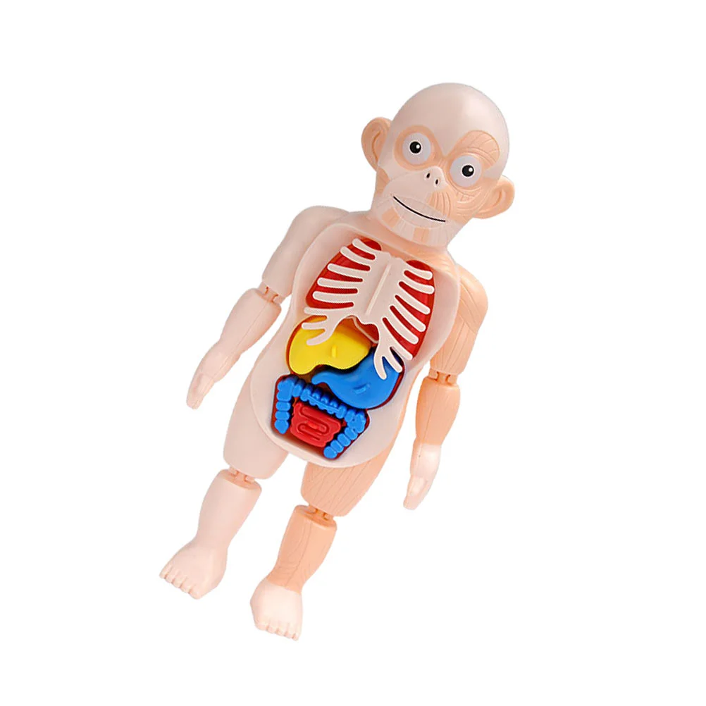 1 Set Educational Organs Puzzle Body Organs Awareness Teaching Tool (Random Color)
1 Set Educational Organs Puzzle Body Organs Awareness Teaching Tool (Random Color)