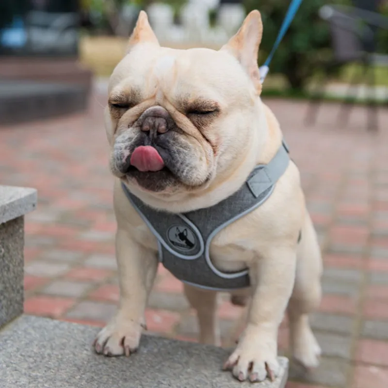Dog Harness Chest X-Type Harnesses Reflective Mesh Nylon Webbing Cellular Design Titanium Adjustment Buckle Adjustable Bust Size
Dog Harness Chest X-Type Harnesses Reflective Mesh Nylon Webbing Cellular Design Titanium Adjustment Buckle Adjustable Bust Size