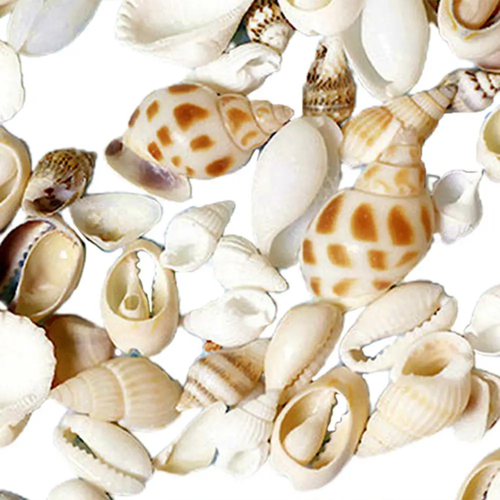 1 Bag Artifical Sea Shell Conch Coquillage Beach Decor Craft DIY Marine Style Fish Tank Seashells Cream Glue Epoxy Accessories
1 Bag Artifical Sea Shell Conch Coquillage Beach Decor Craft DIY Marine Style Fish Tank Seashells Cream Glue Epoxy Accessories