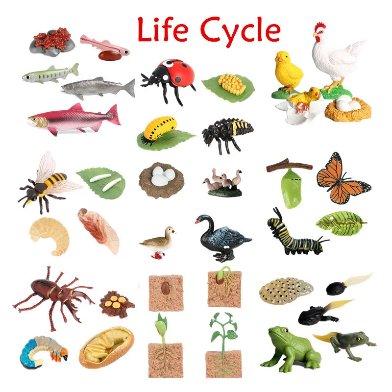 Kuwagata Stag Beetles Lucanidae Life Growth Cycle Simulation Model Insect Fans Toys Nature Biology Learning Tools
Kuwagata Stag Beetles Lucanidae Life Growth Cycle Simulation Model Insect Fans Toys Nature Biology Learning Tools