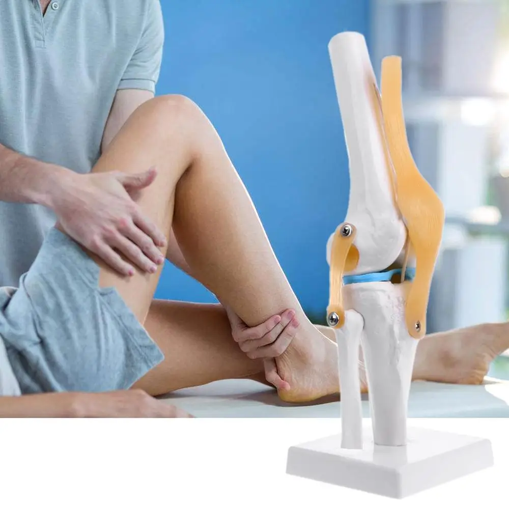Human Anatomical Knee Joint Flexible Skeleton Model Medical Learning Aid Anatomy
Human Anatomical Knee Joint Flexible Skeleton Model Medical Learning Aid Anatomy