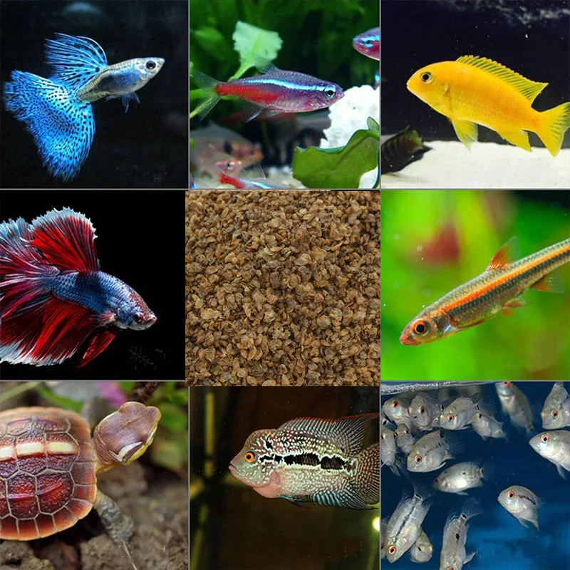 1 piece 500g small tropical ornamental fish feed dried fish daphnia guppy fish food for fish tank pure natural products
1 piece 500g small tropical ornamental fish feed dried fish daphnia guppy fish food for fish tank pure natural products