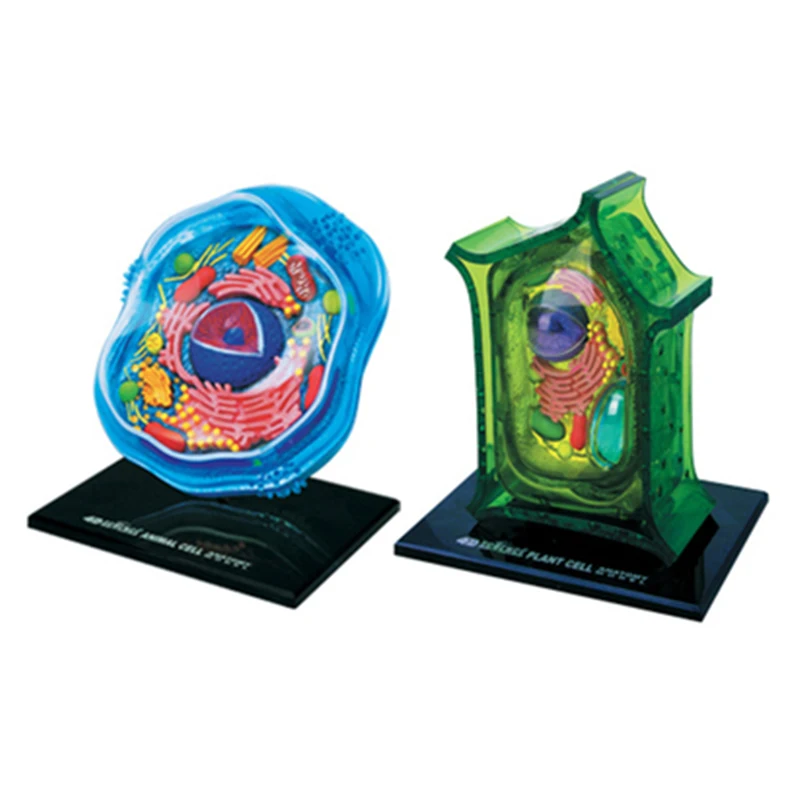 Аниме 4D Master Animal Plant Cells игрушки для сборки головоломки человеческое тело, анатомическая фигурка, модель медицинского научного обучения
Аниме 4D Master Animal Plant Cells игрушки для сборки головоломки человеческое тело, анатомическая фигурка, модель медицинского научного обучения
