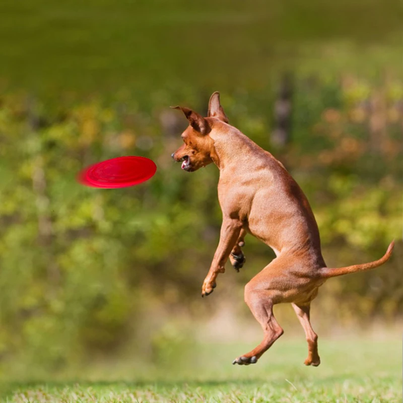 1pcs Funny Silicone Flying Saucer Dog Cat Toy Dog Game Flying Discs Resistant Chew Puppy Training Interactive Pet Supplies
1pcs Funny Silicone Flying Saucer Dog Cat Toy Dog Game Flying Discs Resistant Chew Puppy Training Interactive Pet Supplies